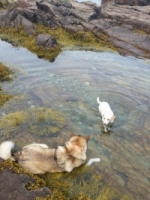 Coolng off in a tidal pool